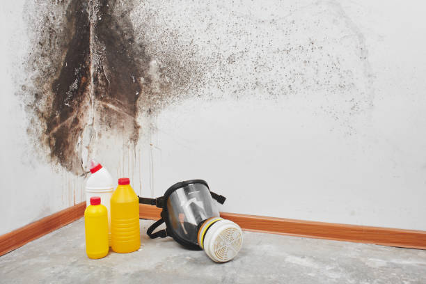 Reliable North Corbin, KY Mold Removal Solutions