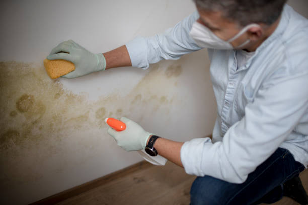 Best Attic Mold Removal  in North Corbin, KY