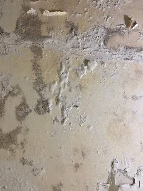 Best Mold Cleaning Services  in North Corbin, KY
