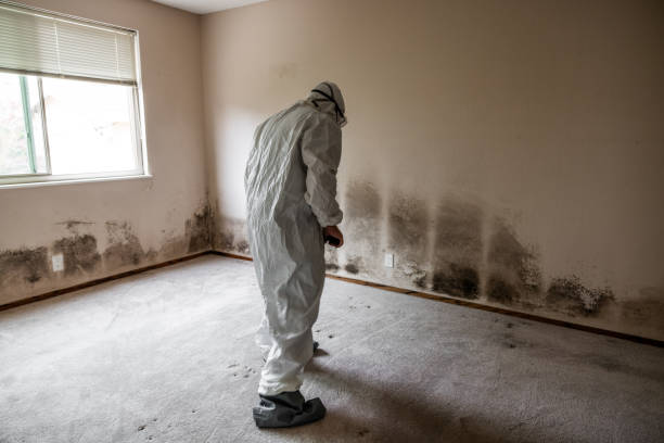 Best Certified Mold Removal  in North Corbin, KY