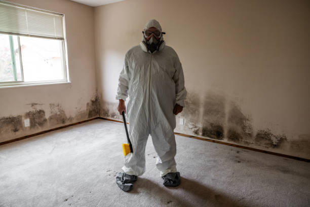Best Best Mold Removal Companies  in North Corbin, KY