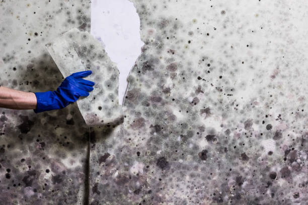 Water Damage Restoration in North Corbin, KY