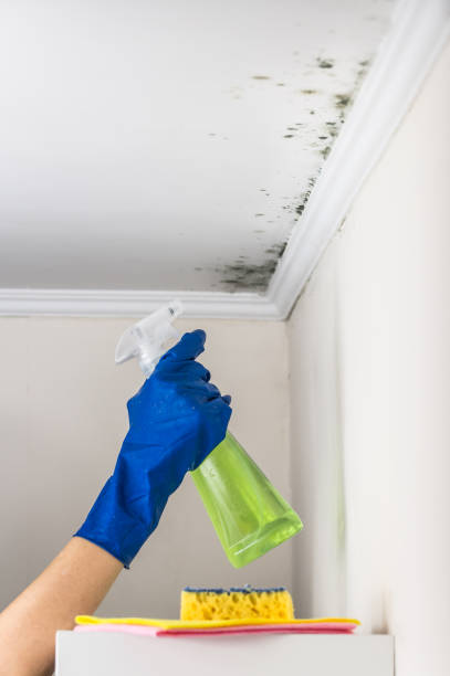 Best Same-Day Mold Removal  in North Corbin, KY